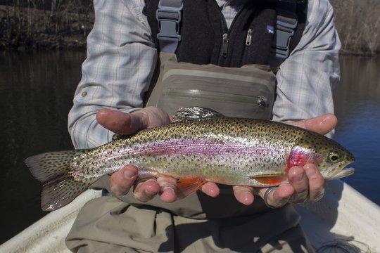 Caney Fork rainbow trout on a streamer
