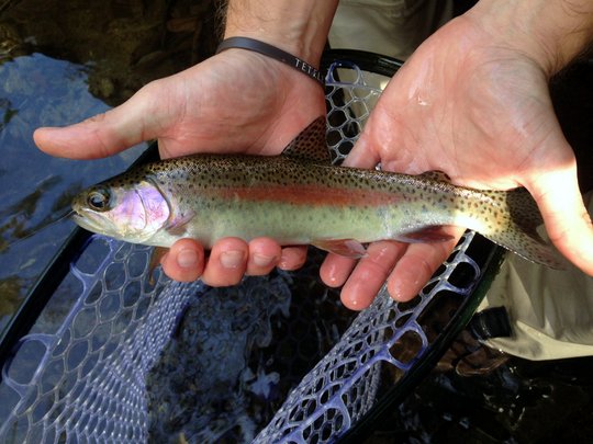 A student in the beginner fly fishing class catches a nice rainbow trout!