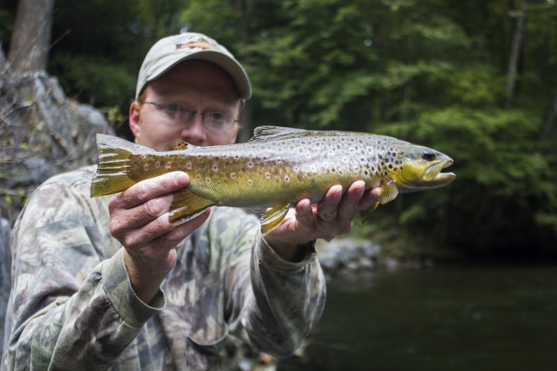 Brown trout on Little River