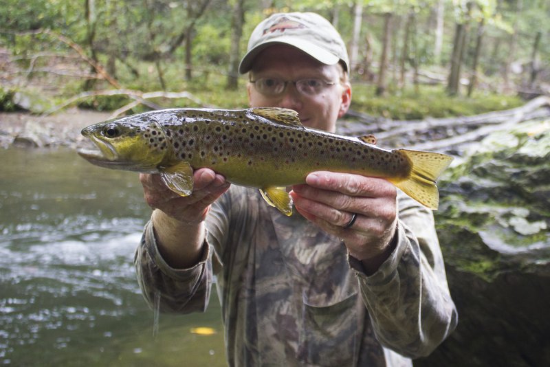Another nice brown trout on Little River in the Smokies