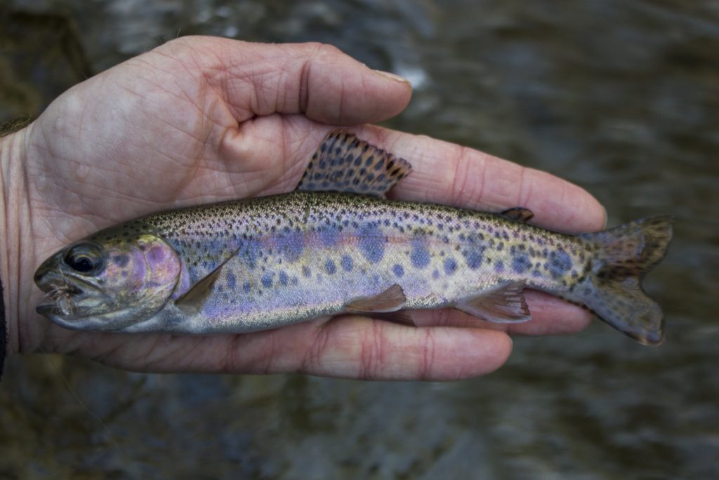 Rainbow trout on a dry fly on West Prong Little River