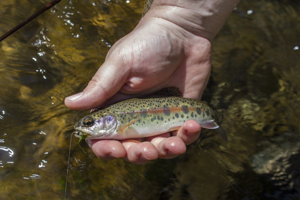 Laurel Creek rainbow trout