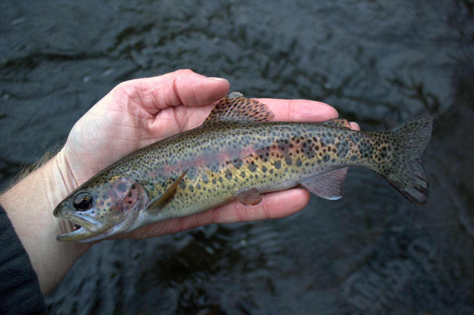 Fly fishing Middle Prong in the Great Smoky Mountains