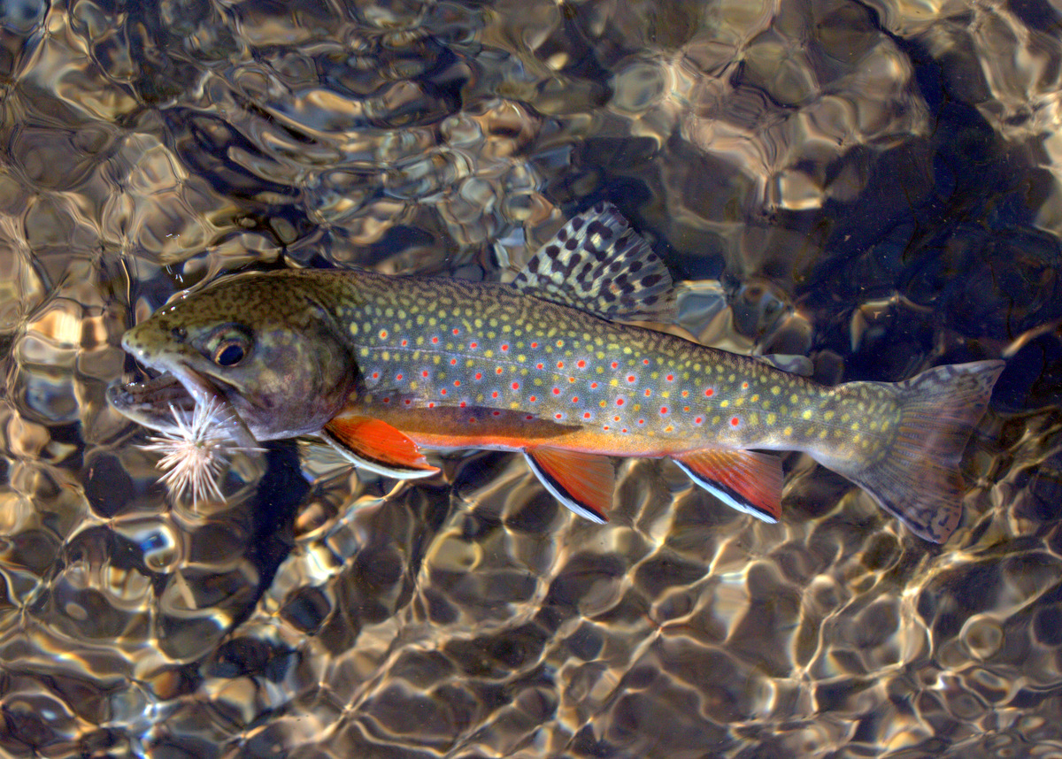 Thunderhead Prong and Sam's Creek - Trout Zone Anglers, LLC