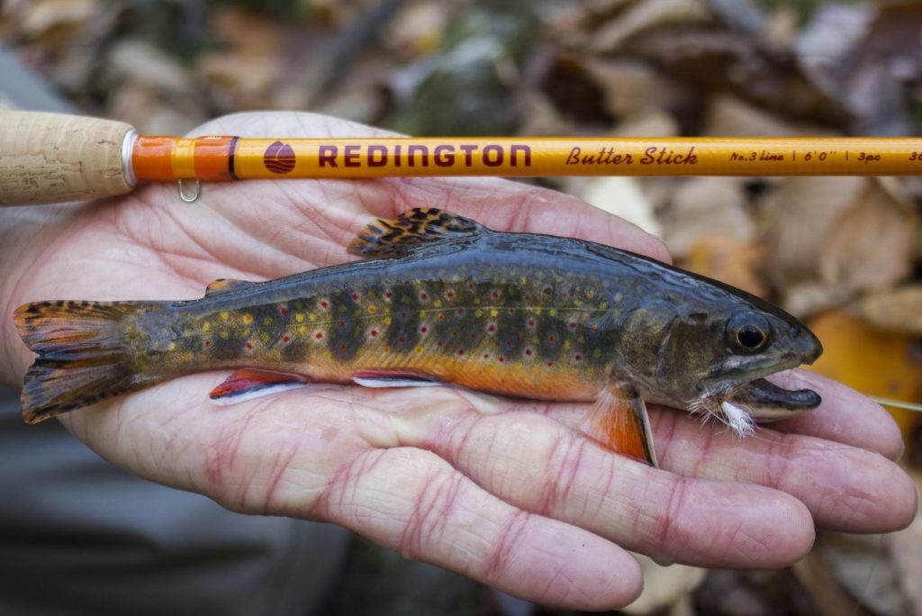 A brook trout on a dry fly on Lynn Camp Prong