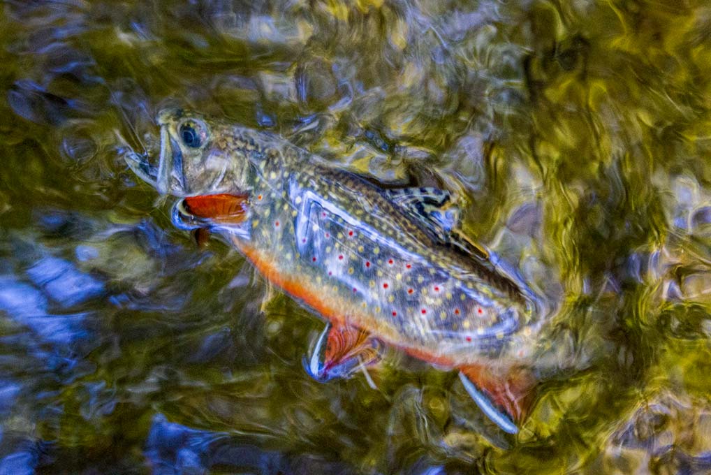 Fly Fishing guide David Knapp lands a small stream brook trout in the Great Smoky Mountains