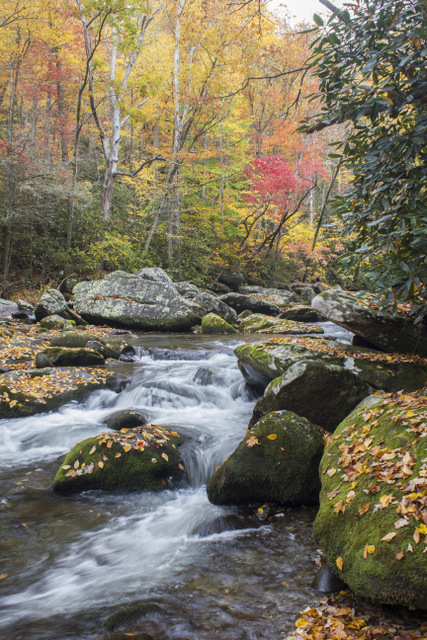 Little River fall colors above Elkmont. A Great Smoky Mountains fly fishing guide usually knows where the best fishing and scenery will be.