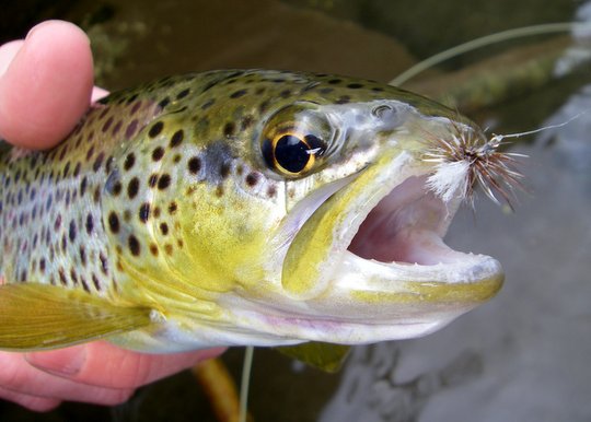 Parachute Adams brown trout in the Smokies