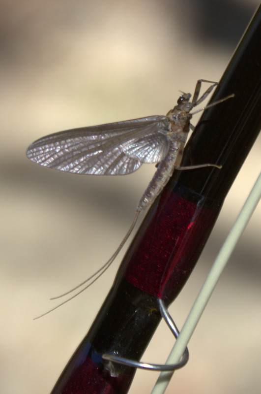 Hatching mayfly Little River in the Smokies