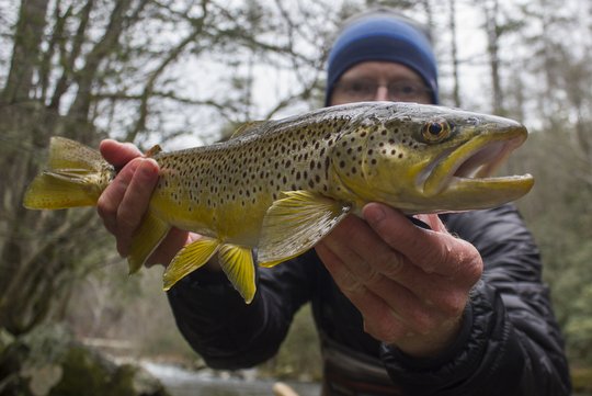 Brown trout from Little River in the winter