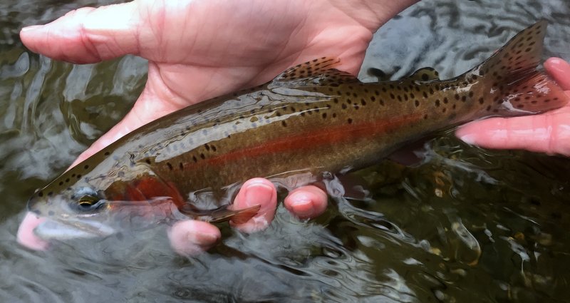 Rainbow trout caught on Little River while dry fly fishing yesterday