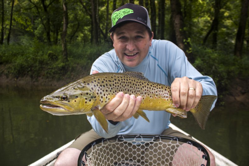 Terrestrial season Caney Fork River terrestrial eating brown trout 