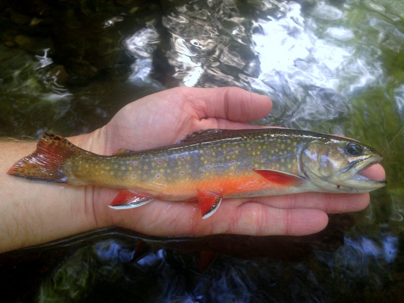 Brook trout caught on a beetle in the Smokies during terrestrial season