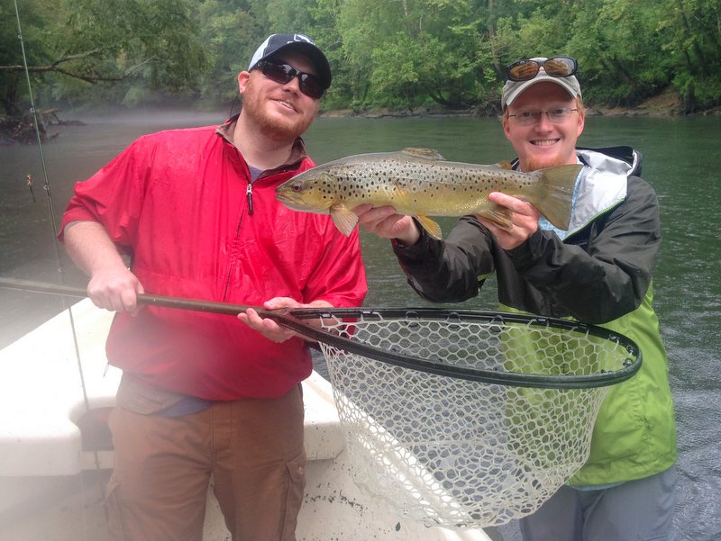 Caney Fork brown caught on a hopper during terrestrial season