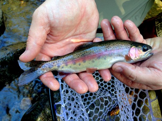 Beautiful fall rainbow trout