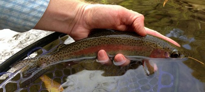 Fall Fishing Report for October 24, 2017