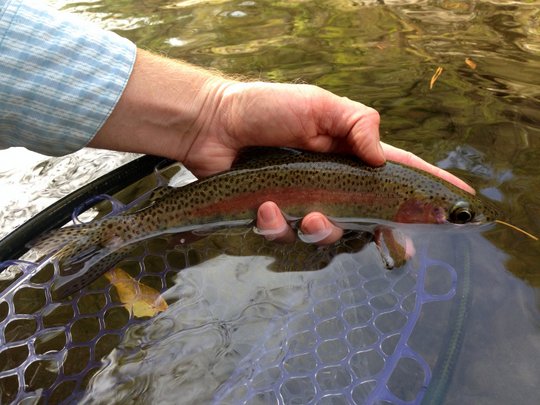 Smoky Mountain Rainbow trout in the fall