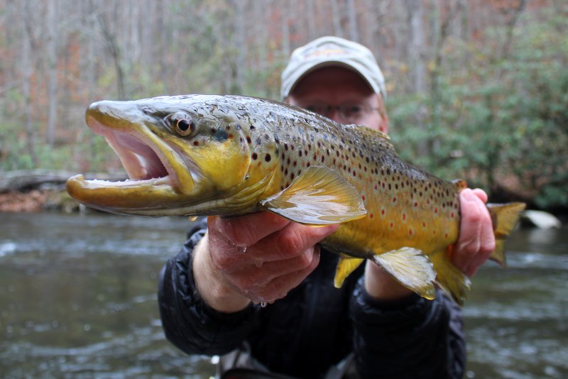 Great Smoky Mountains fly fishing guide David Knapp with a big brown trout on Little River