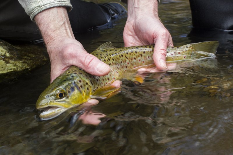 A beautiful Smoky Mountain brown trout on a caddis pupa