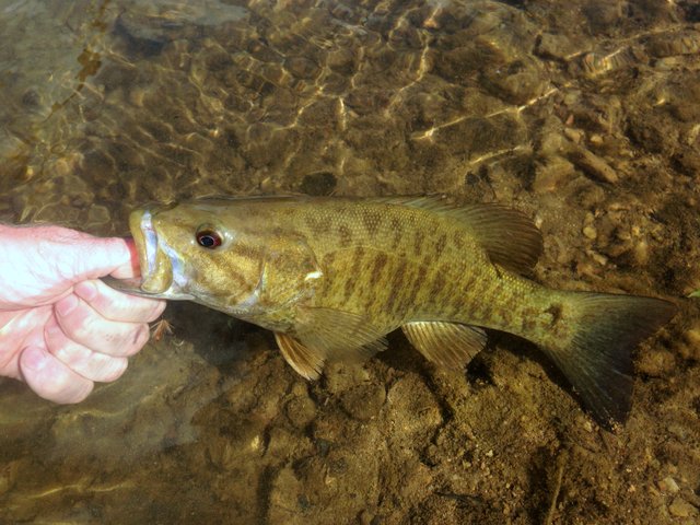 Smallmouth bass from a Highland Rim stream