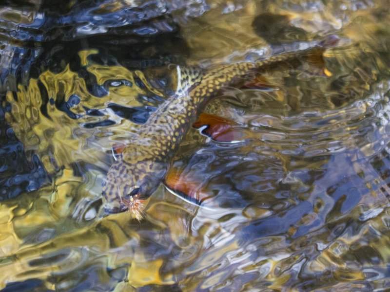 Great Smoky Mountains National Park brook trout on a dry fly