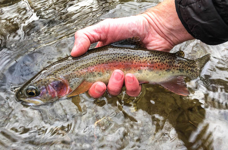 Smoky Mountain rainbow trout