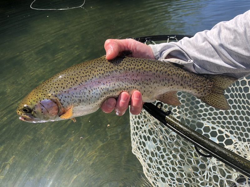 An Obey River rainbow trout