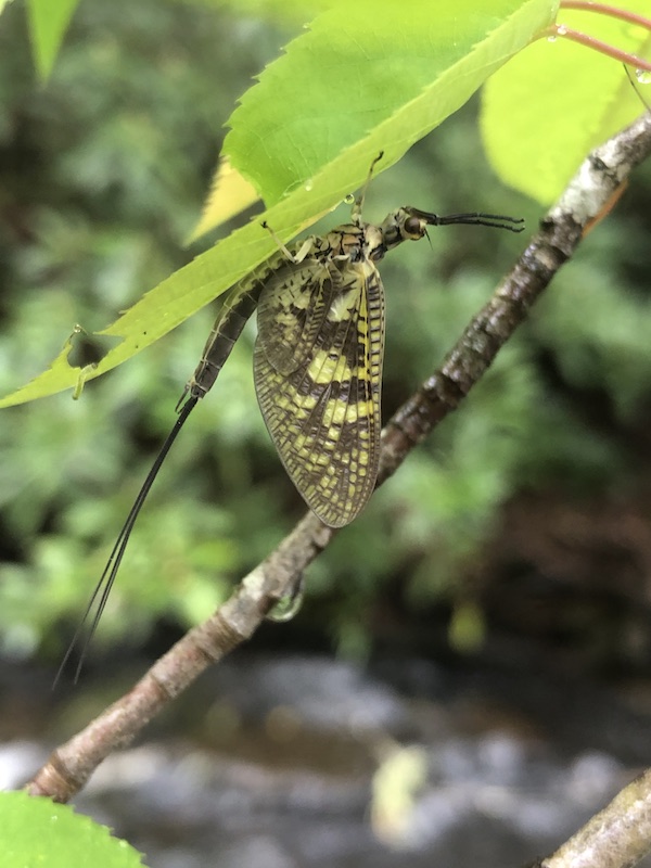 Green drake spotted while fly fishing Abrams Creek in Cades Cove