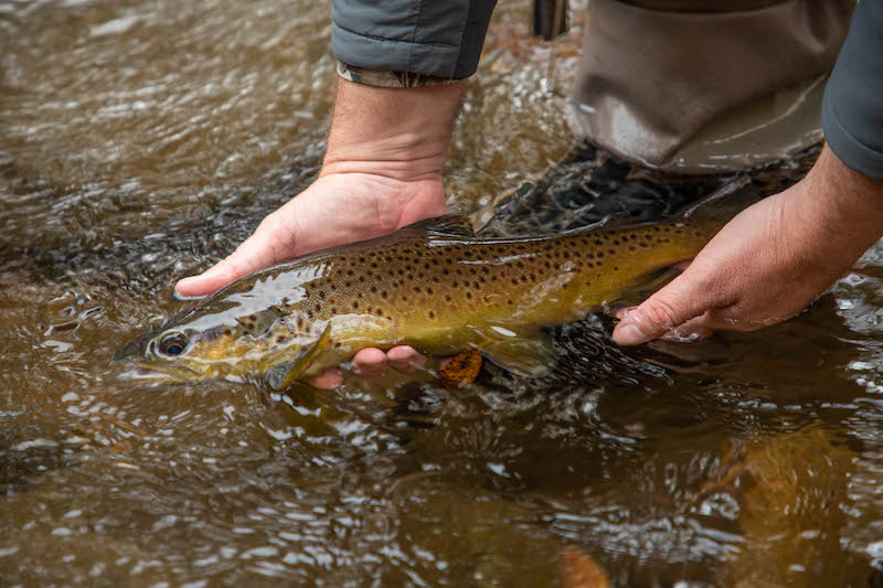 Quality wild brown trout from the Oconaluftee River