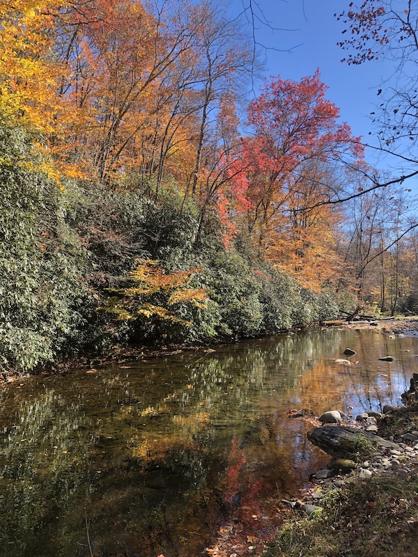 Fall colors seen while fly fishing the Oconaluftee River in the Great Smoky Mountains National Park. 