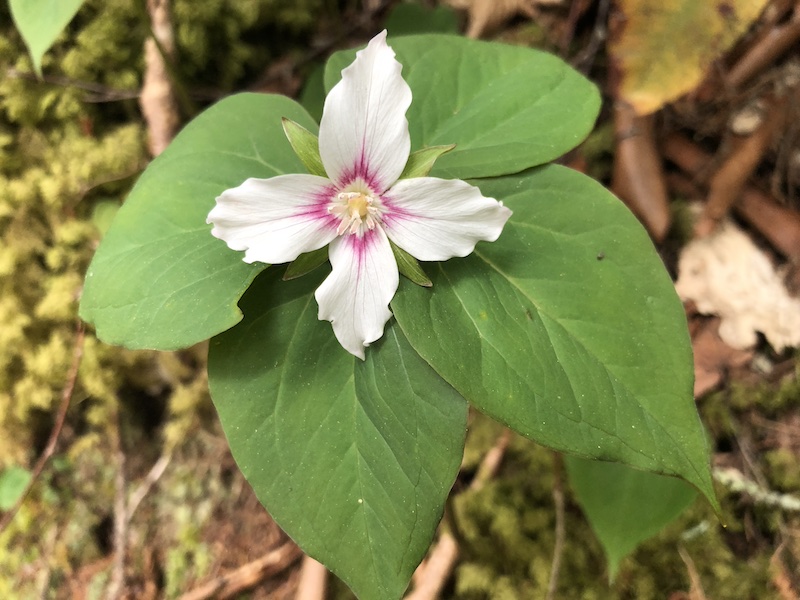 A special painted trillium found while hiking in the Great Smoky Mountains National Park