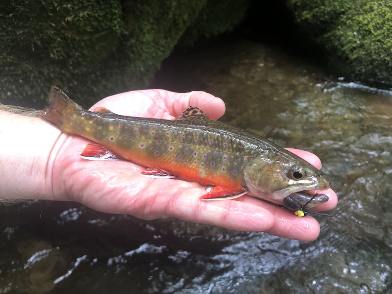Great Smoky Mountain fly fishing guide David Knapp finds a gorgeous native brook trout.