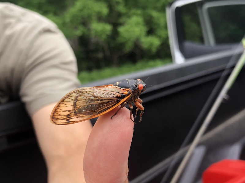 A cicada from Brood XIV gets us excited about periodic cicada fly fishing on an east Tennessee lake.
