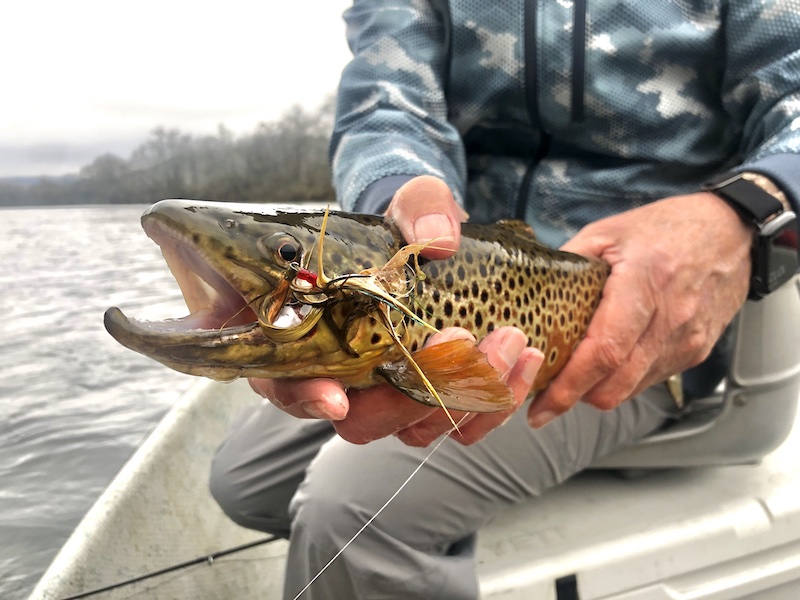 Streamer caught brown trout on the Clinch River